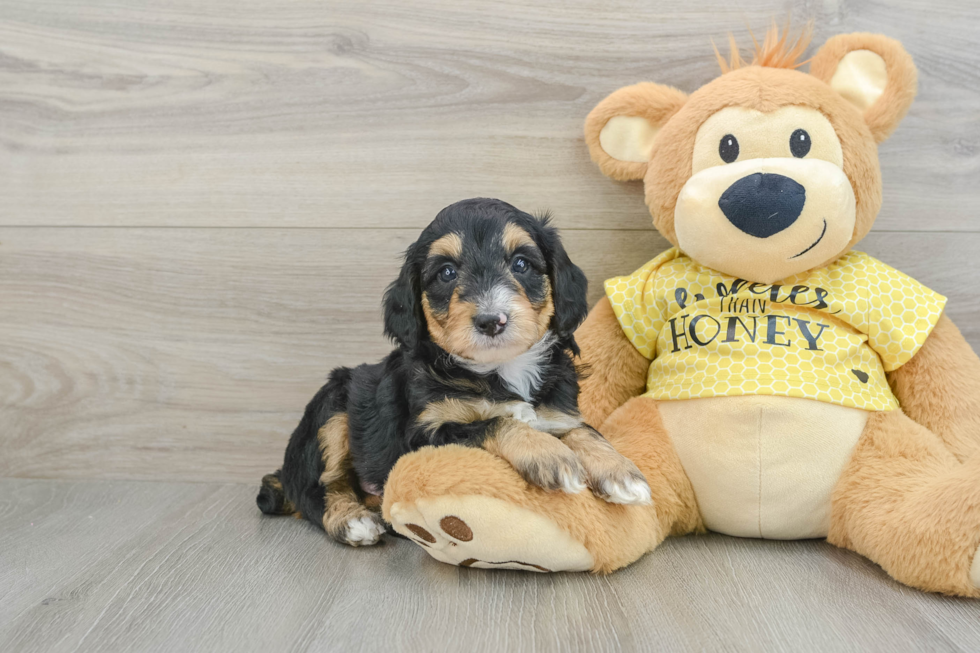 Mini Aussiedoodle Pup Being Cute