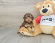 7 week old Mini Aussiedoodle Puppy For Sale - Seaside Pups