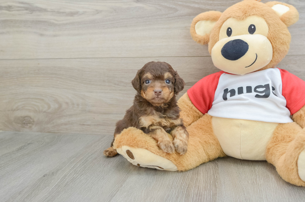 5 week old Mini Aussiedoodle Puppy For Sale - Seaside Pups