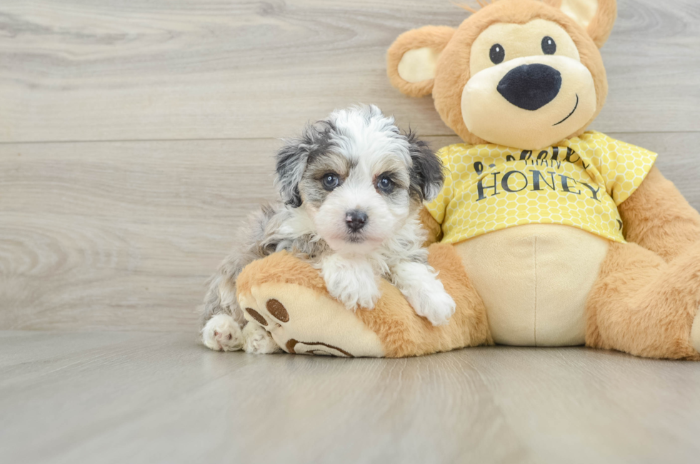 5 week old Mini Aussiedoodle Puppy For Sale - Seaside Pups