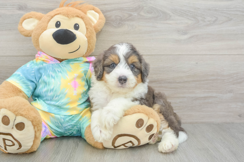 5 week old Mini Aussiedoodle Puppy For Sale - Seaside Pups