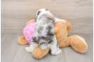 Mini Aussiedoodle Pup Being Cute