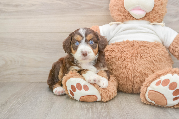 Mini Aussiedoodle Pup Being Cute