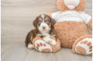 Mini Aussiedoodle Pup Being Cute