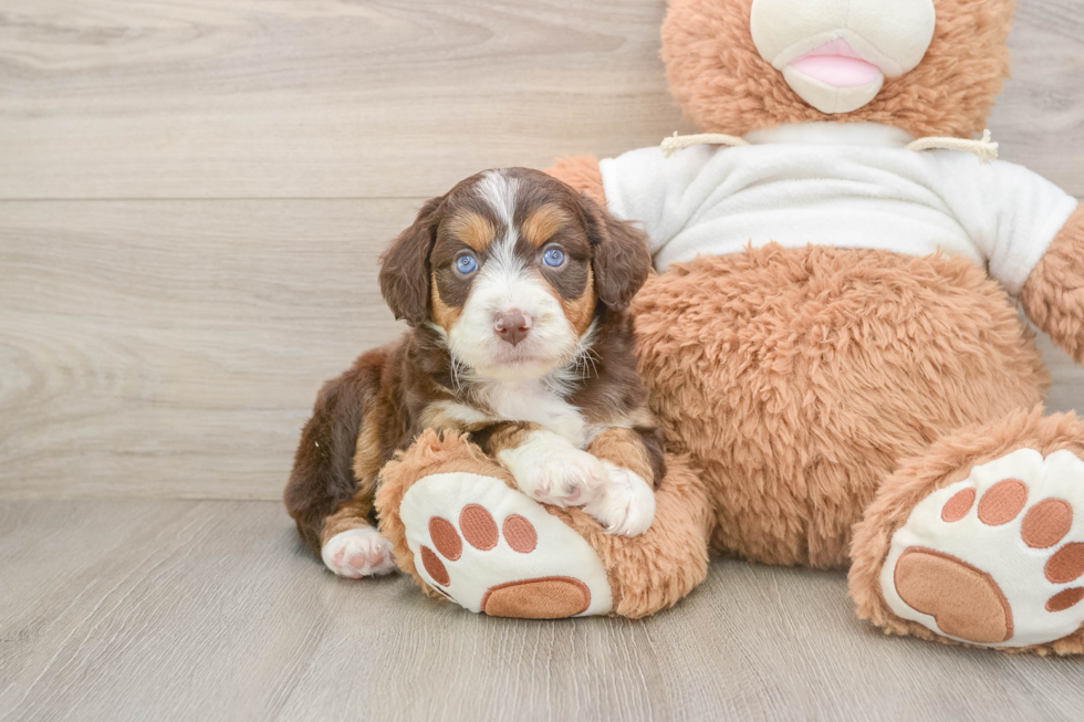 Mini Aussiedoodle Pup Being Cute