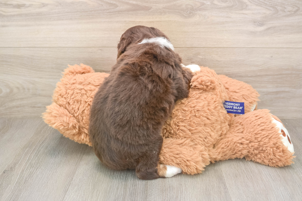 Smart Mini Aussiedoodle Poodle Mix Pup