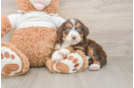 Popular Mini Aussiedoodle Poodle Mix Pup