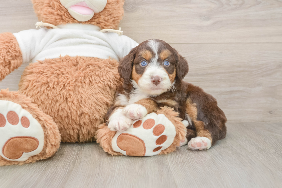Popular Mini Aussiedoodle Poodle Mix Pup