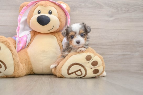Petite Mini Aussiedoodle Poodle Mix Pup