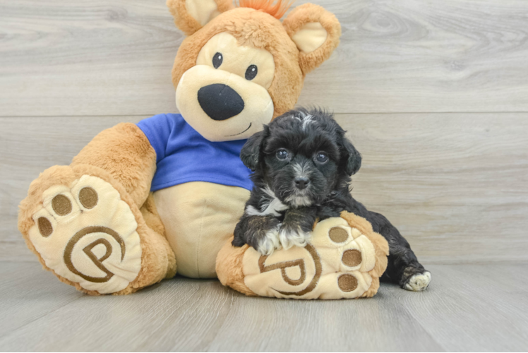 Friendly Mini Aussiedoodle Baby