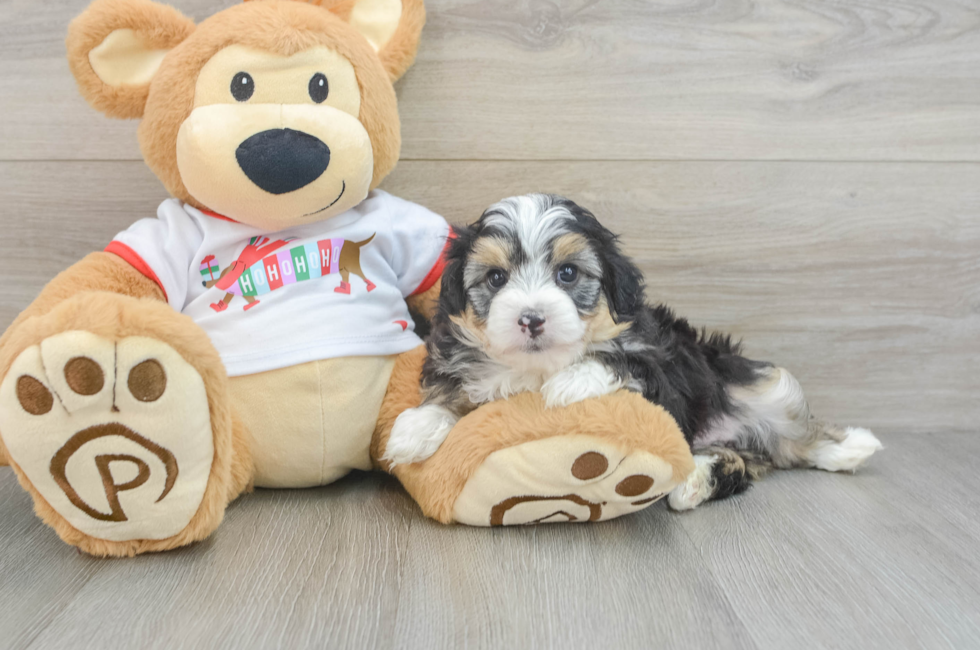 5 week old Mini Aussiedoodle Puppy For Sale - Seaside Pups