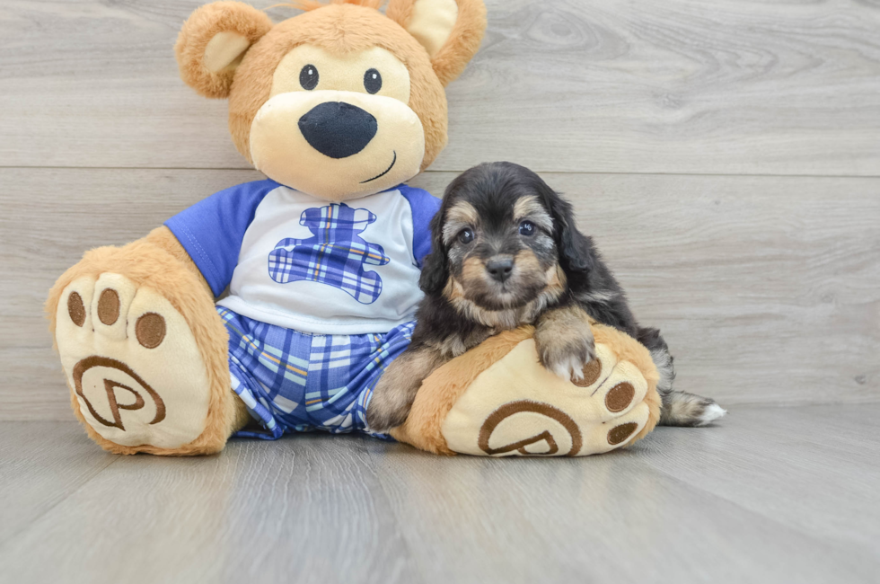 6 week old Mini Aussiedoodle Puppy For Sale - Seaside Pups