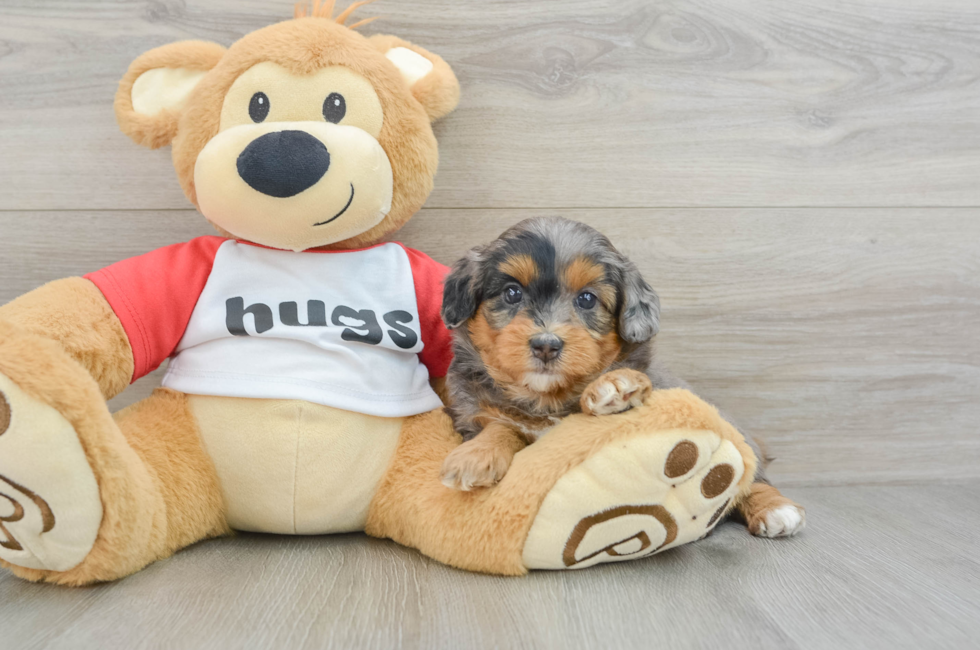 5 week old Mini Aussiedoodle Puppy For Sale - Seaside Pups