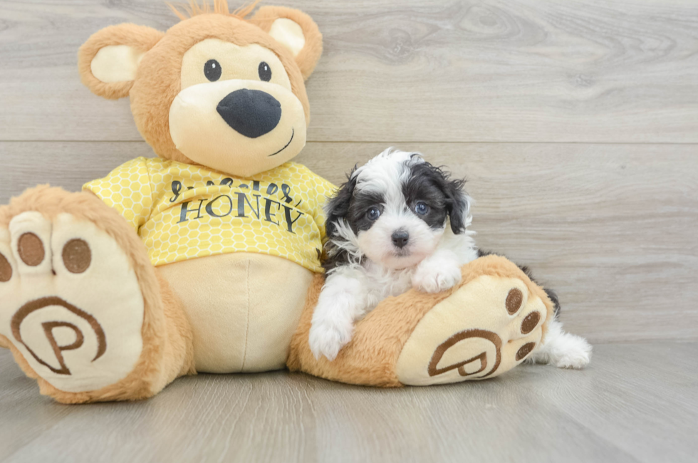 5 week old Mini Aussiedoodle Puppy For Sale - Seaside Pups
