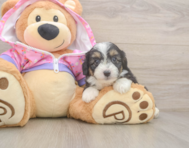 8 week old Mini Aussiedoodle Puppy For Sale - Seaside Pups