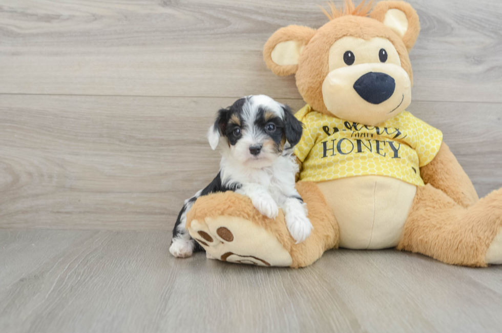 6 week old Mini Aussiedoodle Puppy For Sale - Seaside Pups