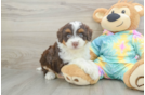 Mini Aussiedoodle Puppy for Adoption