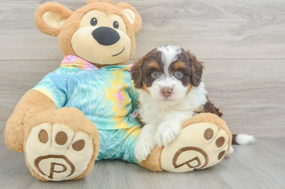 5 week old Mini Aussiedoodle Puppy For Sale - Seaside Pups