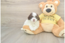 Hypoallergenic Aussiepoo Poodle Mix Puppy