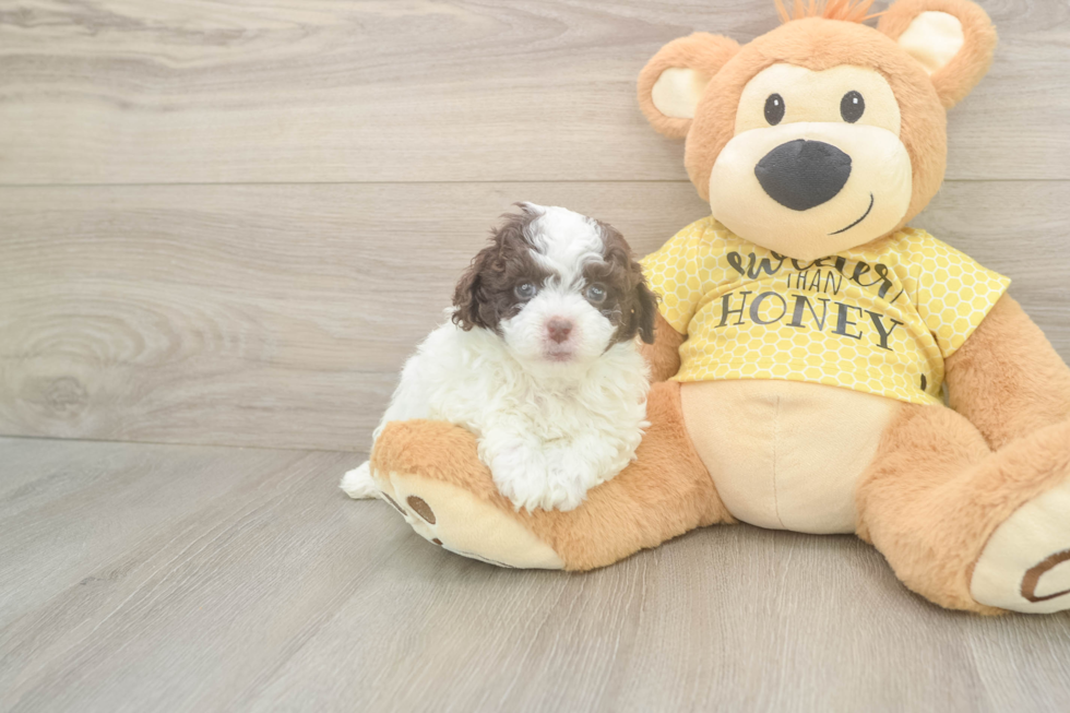 Hypoallergenic Aussiepoo Poodle Mix Puppy