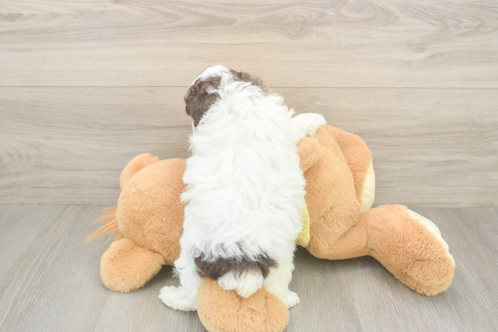 Best Mini Aussiedoodle Baby