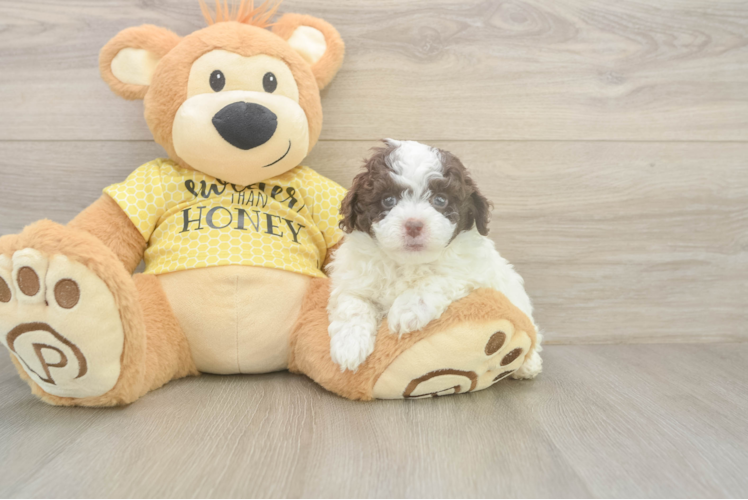 Playful Mini Aussiepoodle Poodle Mix Puppy