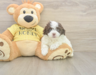 8 week old Mini Aussiedoodle Puppy For Sale - Seaside Pups