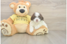 Playful Mini Aussiepoodle Poodle Mix Puppy
