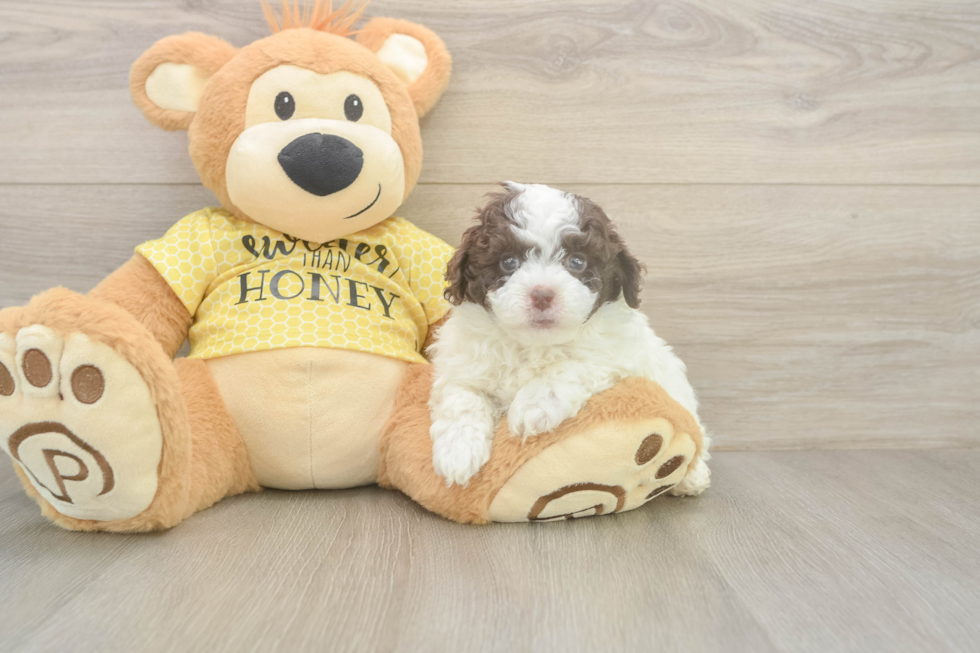 Playful Mini Aussiepoodle Poodle Mix Puppy