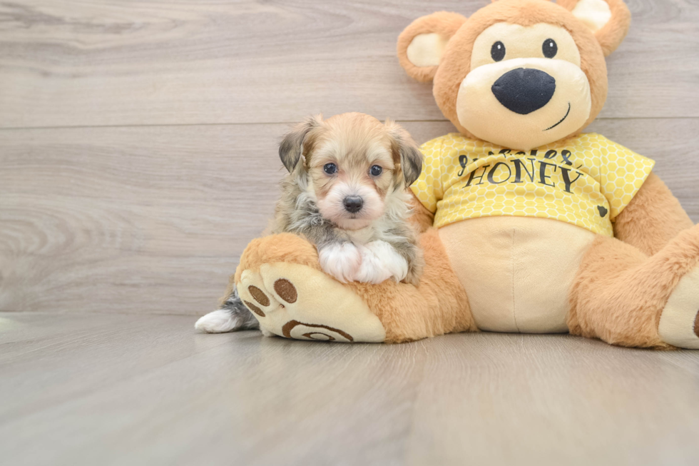 Mini Aussiedoodle Puppy for Adoption