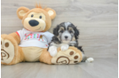 Mini Aussiedoodle Puppy for Adoption