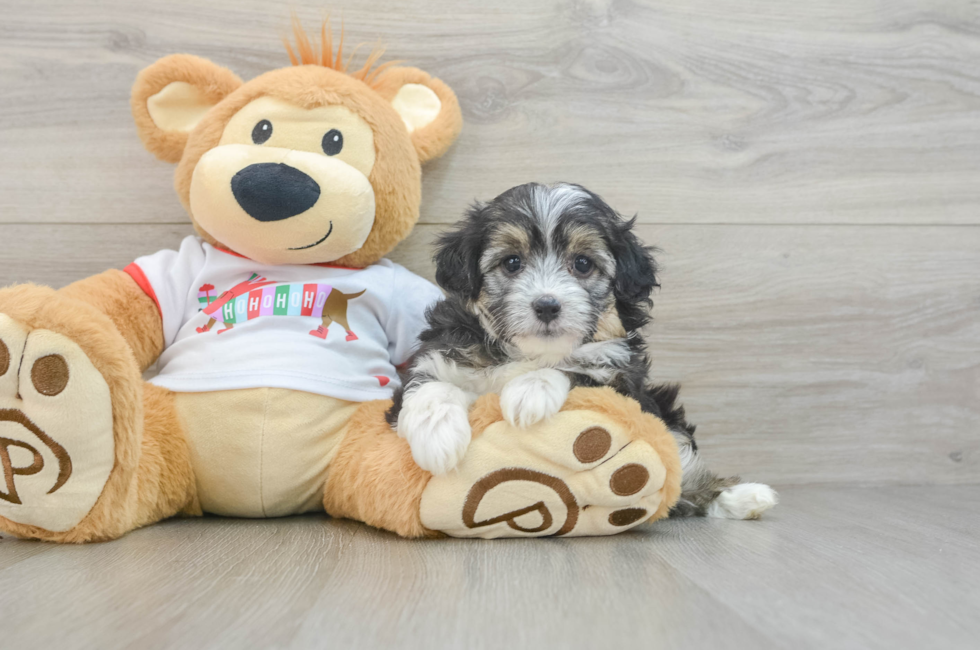 5 week old Mini Aussiedoodle Puppy For Sale - Seaside Pups