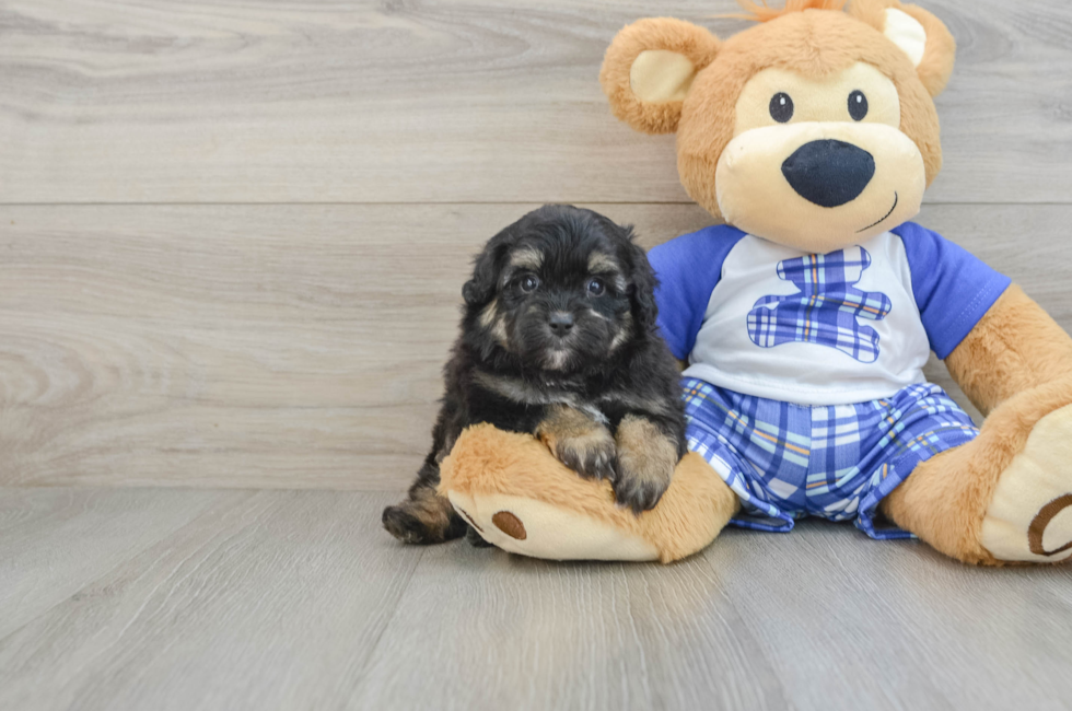 6 week old Mini Aussiedoodle Puppy For Sale - Seaside Pups