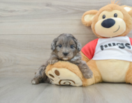 8 week old Mini Aussiedoodle Puppy For Sale - Seaside Pups