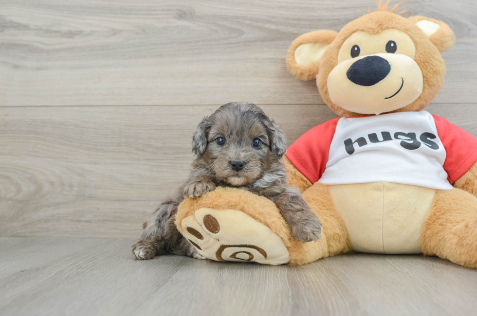 5 week old Mini Aussiedoodle Puppy For Sale - Seaside Pups