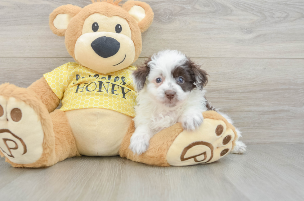 5 week old Mini Aussiedoodle Puppy For Sale - Seaside Pups