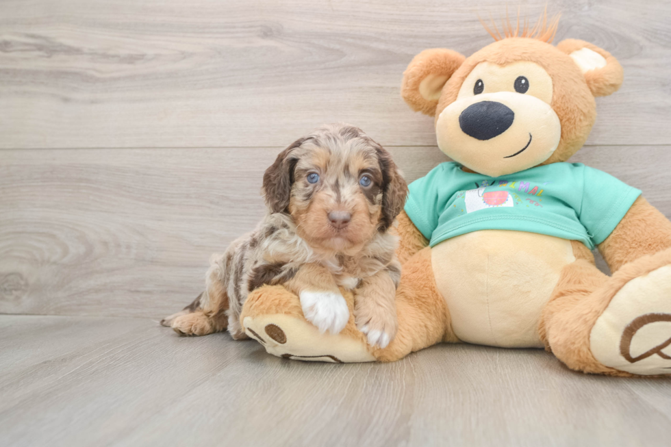 Energetic Aussie Poo Poodle Mix Puppy