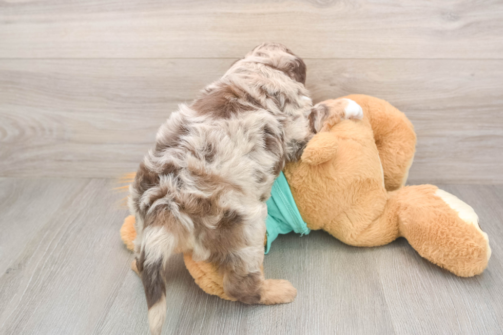 Funny Mini Aussiedoodle Poodle Mix Pup