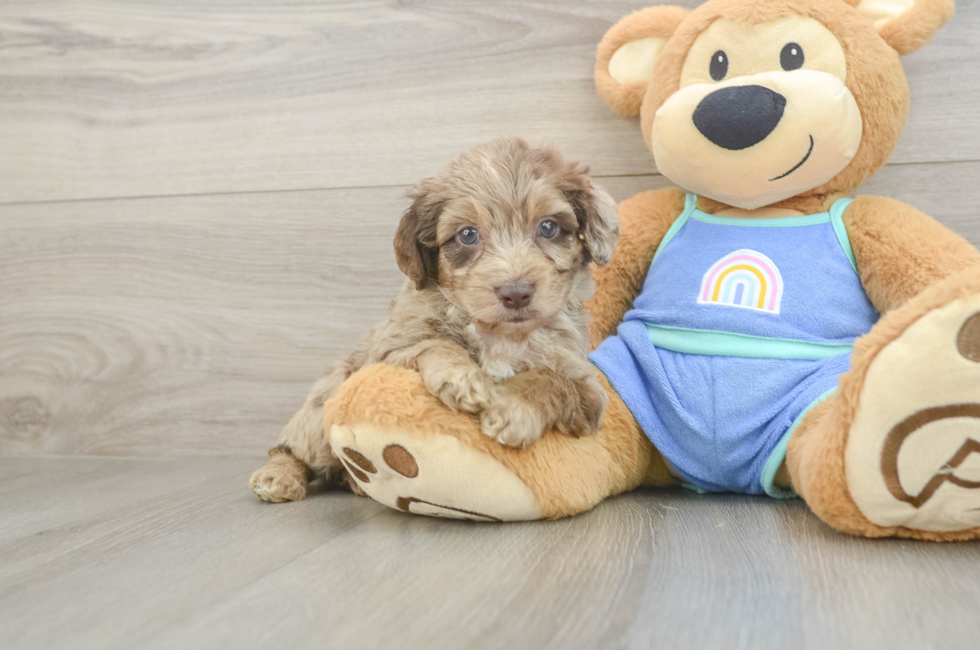 5 week old Mini Aussiedoodle Puppy For Sale - Seaside Pups