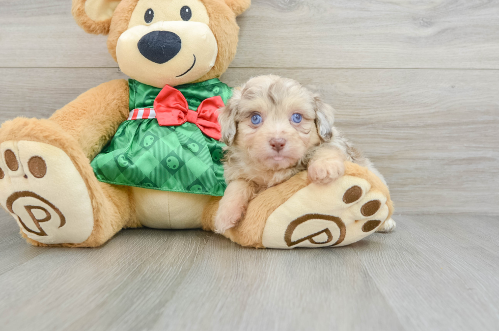 6 week old Mini Aussiedoodle Puppy For Sale - Seaside Pups