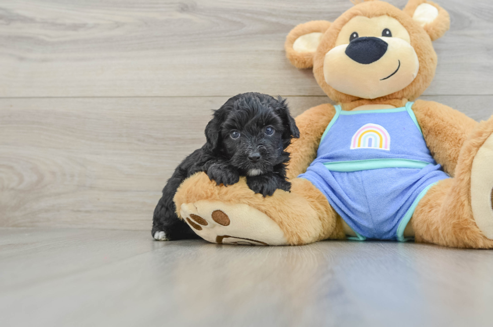 4 week old Mini Aussiedoodle Puppy For Sale - Seaside Pups