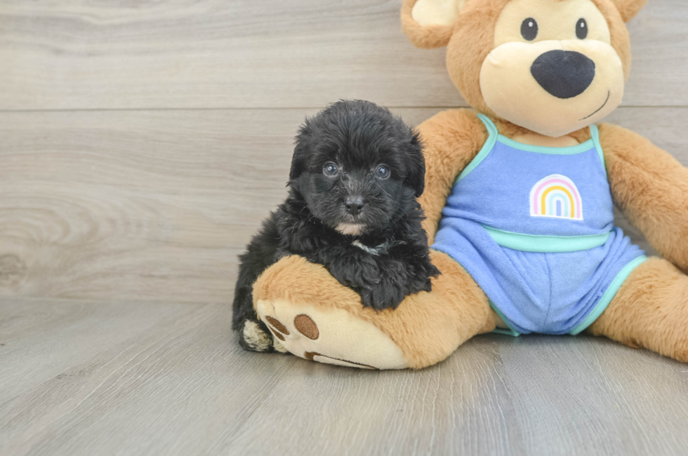 5 week old Mini Aussiedoodle Puppy For Sale - Seaside Pups