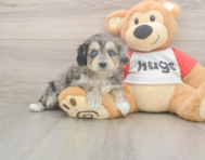 7 week old Mini Aussiedoodle Puppy For Sale - Seaside Pups