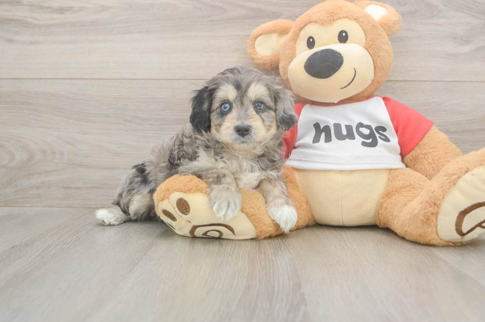 5 week old Mini Aussiedoodle Puppy For Sale - Seaside Pups
