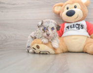 5 week old Mini Aussiedoodle Puppy For Sale - Seaside Pups