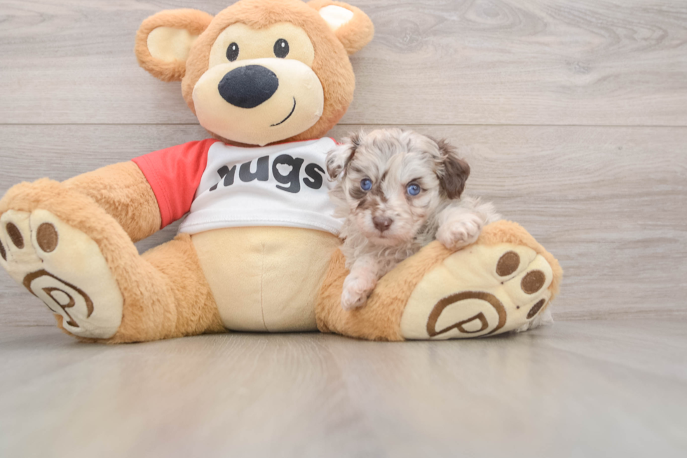 Mini Aussiedoodle Pup Being Cute