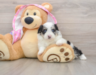 6 week old Mini Aussiedoodle Puppy For Sale - Seaside Pups