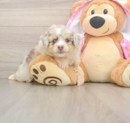 6 week old Mini Aussiedoodle Puppy For Sale - Seaside Pups
