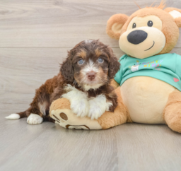 5 week old Mini Aussiedoodle Puppy For Sale - Seaside Pups