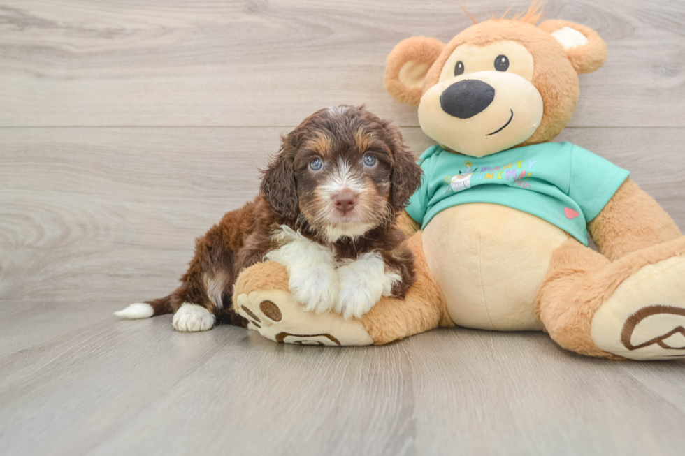 Mini Aussiedoodle Puppy for Adoption